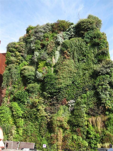 from madrid patrick blanc s vertical garden credit nicole jewell green facade green roof