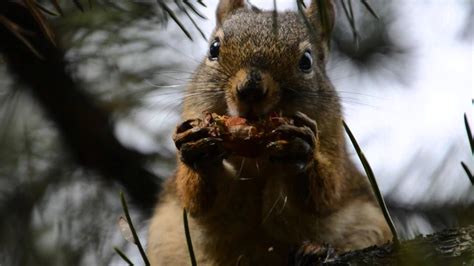 Squirrel Eating A Pine Cone Youtube
