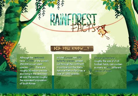 Amazon Rainforest Facts For Kids 369