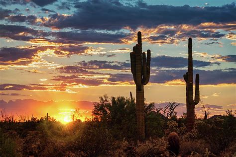 Just Another Saguaro Sunset Photograph By Saija Lehtonen Fine Art America