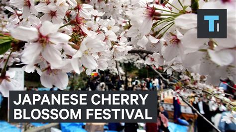 What Is Cherry Blossom Festival Japan