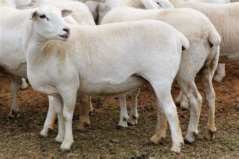 Australian White Sheep Deliver The Goods For Cunnamulla Grazier