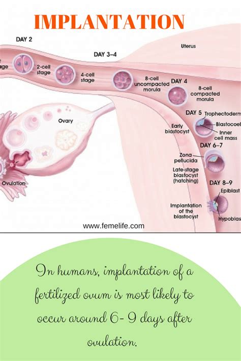 Pin On Implantation Of Embryo And Ivf Success