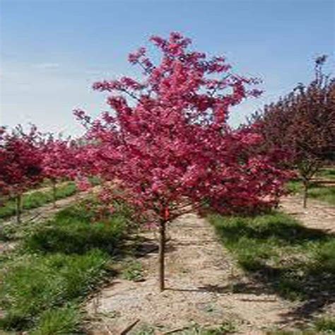 Onlineplantcenter 5 Gal Prairiefire Flowering Crabapple Tree M3767g5