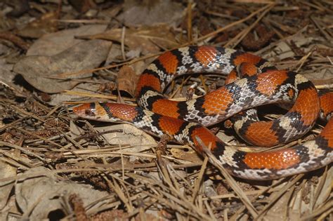 Scarlet Snake Cemophora Coccinea Alex Figueroa Flickr
