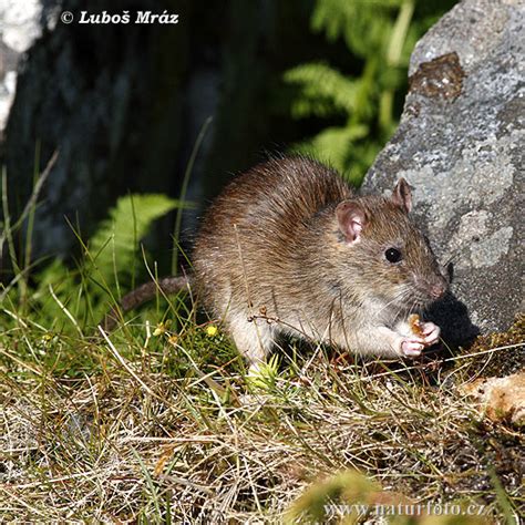 Brown Rat Photos Brown Rat Images Nature Wildlife Pictures Naturephoto