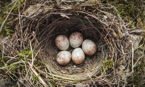 Birds Laying Eggs In Nest