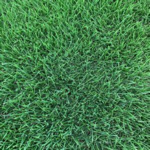 New Lawn Sod Solutions