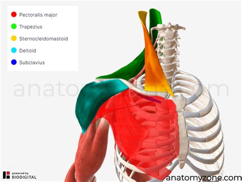 Clavicle Structures Muscle Attachments 3d Model Anatomyzone