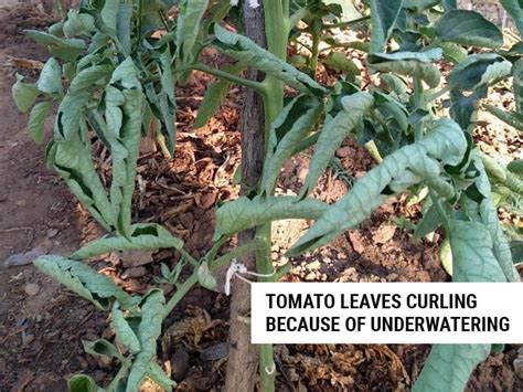 Tomato Leaves Curling Symptoms Causes And Solutions World Of