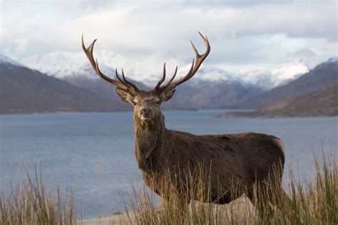 Deer And Stags Royal Red Deer Stag In Winter Red Deer Deer Stags Deer