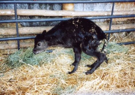 Rickets In A Calf Case History Symptoms And Treatment Healthy Food