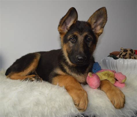 Maybe you would like to learn more about one of these? 6 Month Old German Shepherd - Food, Training and Behaviour ...