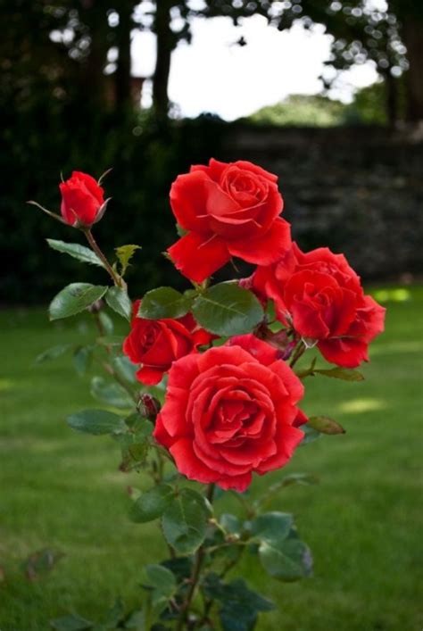 Beautiful Red Rose Garden Images Freedmdesign