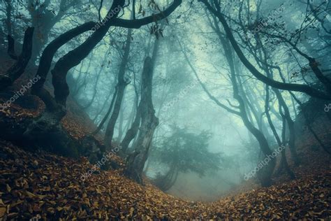 Trail Through A Mysterious Dark Old Forest In Fog Autumn Stock Photo