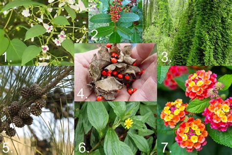 Avoid Using Invasive Plants In Your Florida Landscaping Cwg Landscape