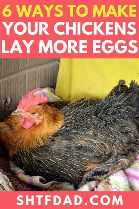 6 Ways To Make Your Chickens Lay More Eggs Chickens Food For
