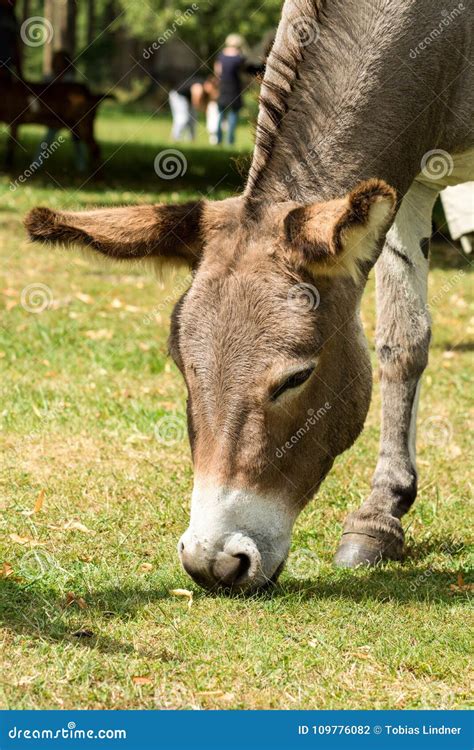 Gray Donkey Grazing On A Meadow Stock Photo Image Of Obstinate