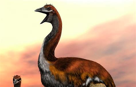 Madagascar Housed Worlds Largest Bird A Millennium Ago