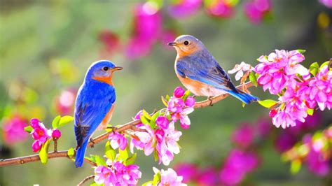 🔥 37 Spring Flowers And Birds Wallpaper Wallpapersafari