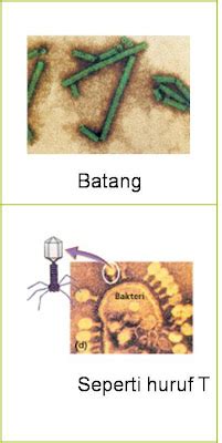 Materi Kelas X: Bentuk Virus
