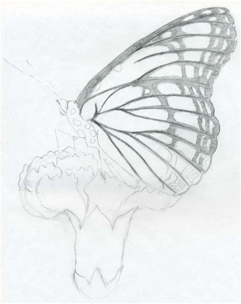 Anime Butterfly Drawings Manga Butterfly And Black And White Image