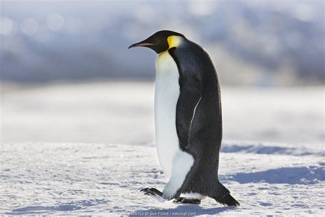 Emperor The Perfect Penguin Nature Picture Library