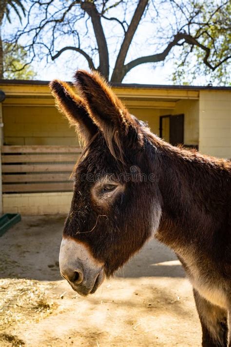Catalan Donkey Equus Africanus Asinus In Zoo Barcelona Editorial Image