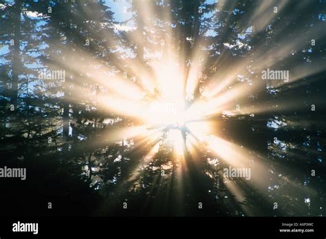 Sun Flares Through Fog Hi Res Stock Photography And Images Alamy