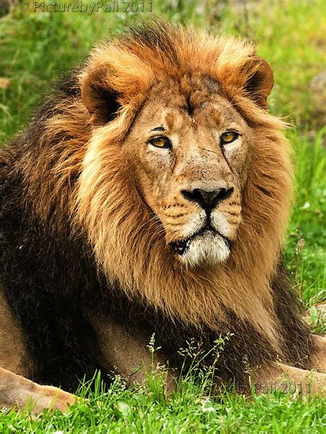 The Asiatic Lion Or Indian Lion Is Listed As Endangered