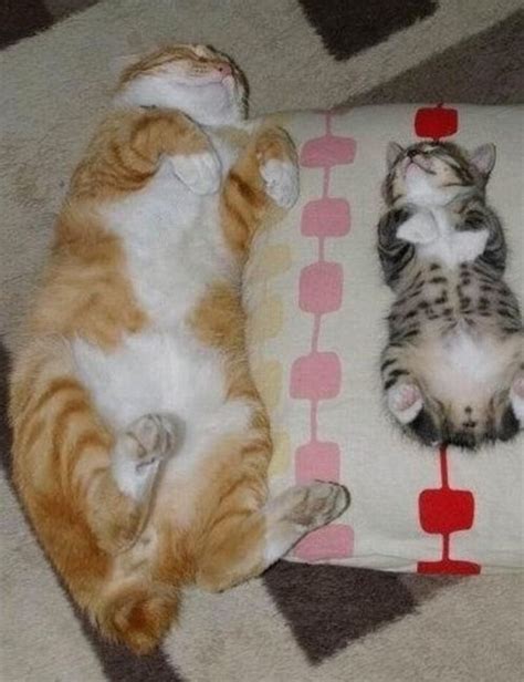 18 Hilarious Pictures Of Cats Sleeping Awkwardly
