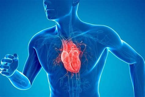 Las 24 Partes Del Corazón Humano Anatomía Y Funciones