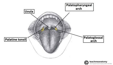 Mandlene Waldeyers Ring Lingual Pharyngeal Palatine Tubal