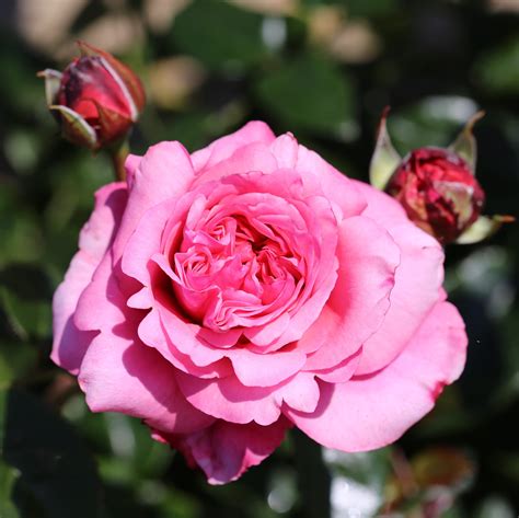 Buy Rose Timeless Pink Hybrid Tea Rosa Timeless Pink Comeback