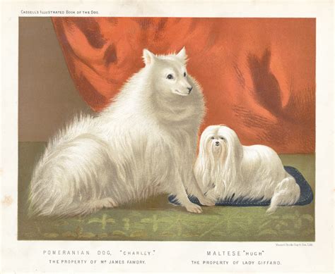 Original Chromolithograph Of A Pomeranian And Maltese