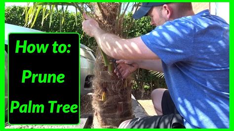 How To Prune Cut Maintain Palm Tree Leaves Youtube