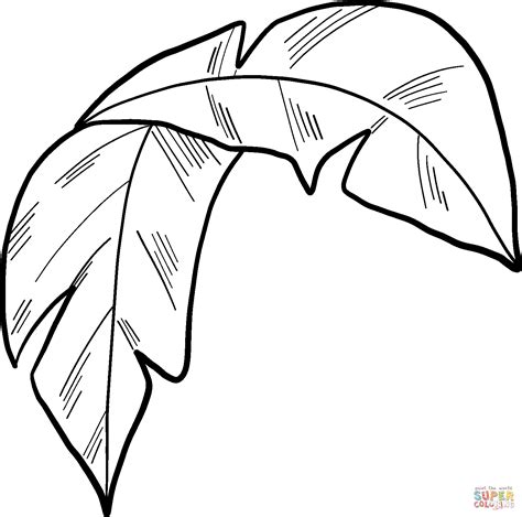 Palm Leaf Coloring Page Free Printable Coloring Pages