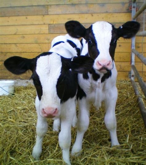 Calves They May Look Cute But Dont Let That Deceive