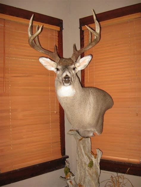 33 Best Deer Pedestal And Wall Mounts Images On Pinterest Taxidermy