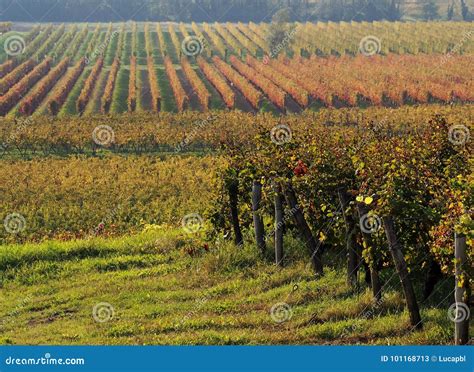 Rural Background Colorful Autumn Vineyards In Friuli Stock Image