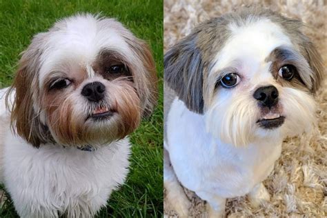 How To Clean Shih Tzu Tear Stains Shih Tzu World