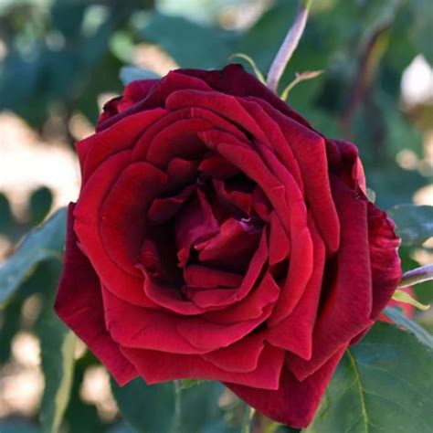 Papa Meilland Rose Standard Flower Power