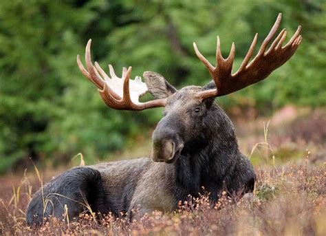 Moose Male Resting Animalsmmoosemoosemalerestinghtml