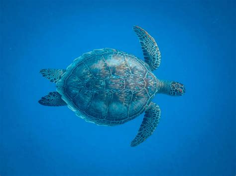 Brown Turtle Underwater · Free Stock Photo