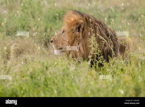 Male Lion Resting Serengeti National Park Stock Photo Alamy