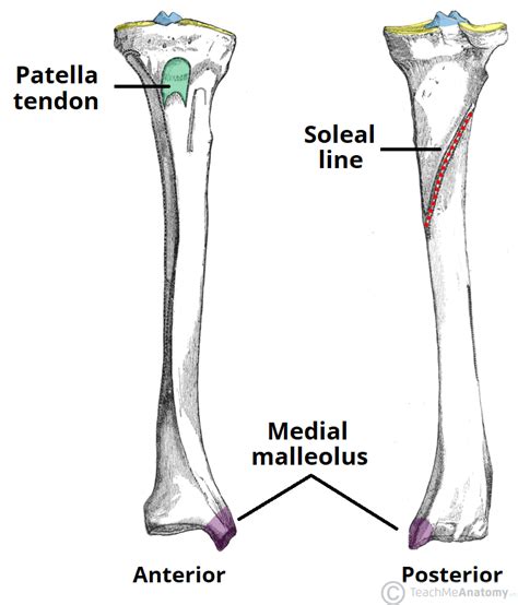 Tibia And Fibula Bones