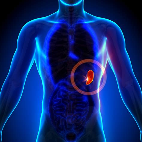 (1) two vertical muscles situated near the midline of the body and. left upper abdomen