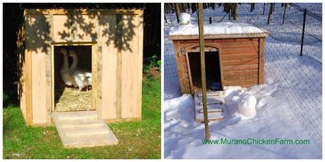 Murano Chicken Farm Winter Chicken Coops The Good Bad And Ugly