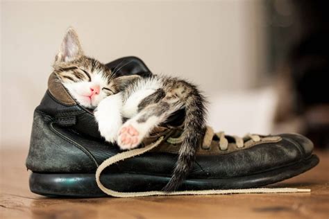 Why Do Cats Like Shoes 6 Reasons For This Odd Behavior