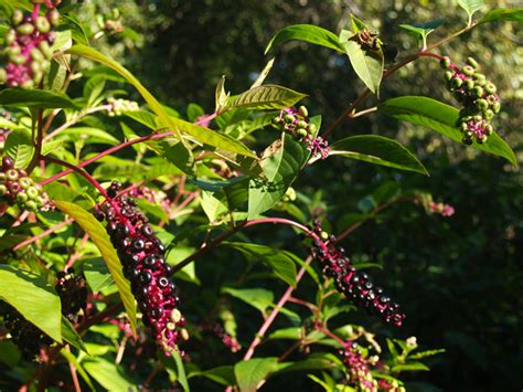 Pokeweed A Wild Plant In New Hampshire